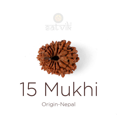 15 Mukhi Rudraksha bead natural Nepali fifteen face Rudraksha. India’s Premium Rudraksha Beads Brand - www.satvikworld.com