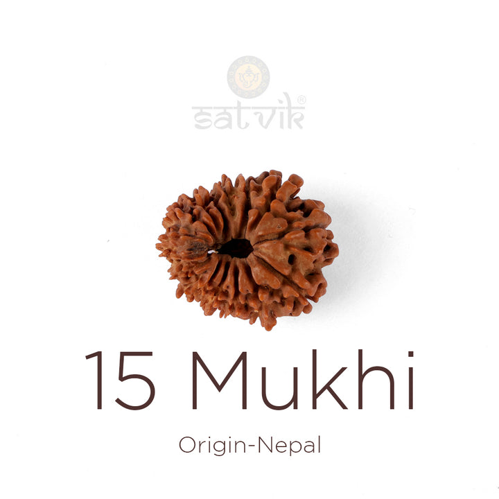 15 Mukhi Rudraksha bead natural Nepali fifteen face Rudraksha. India’s Premium Rudraksha Beads Brand - www.satvikworld.com