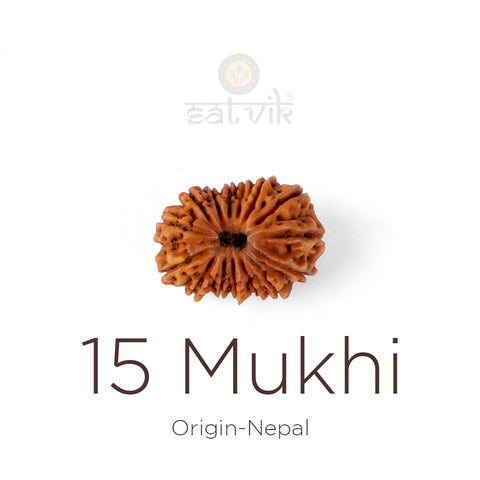 15 Mukhi Rudraksha bead natural Nepali fifteen face Rudraksha. India’s Premium Rudraksha Beads Brand - www.satvikworld.com