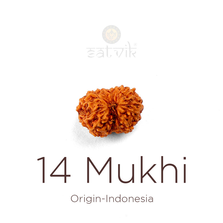 14 Mukhi Rudraksha bead natural Indo fourteen face Rudraksha. India’s Premium Rudraksha Beads Brand - www.satvikworld.com