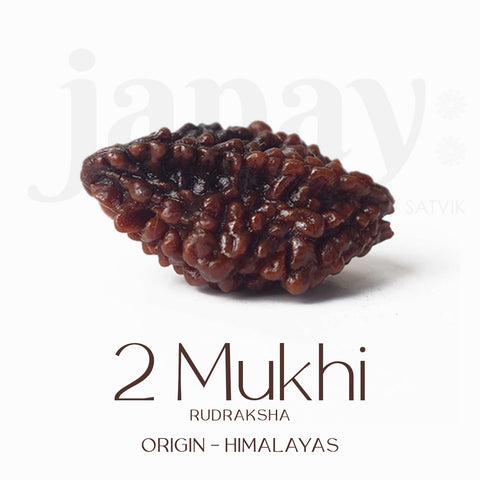 Certified 2 Mukhi Natural Rudraksha Bead – Brown, naturally grooved surface, spiritual seed used for harmony and relationship healing. India’s Largest Pooja Accessories Brand - www.satvikworld.com