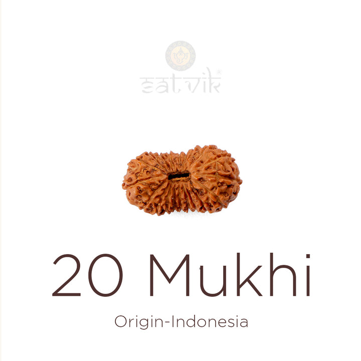 20 Mukhi Rudraksha bead natural Indo twenty face Rudraksha. India’s Premium Rudraksha Beads Brand - www.satvikworld.com