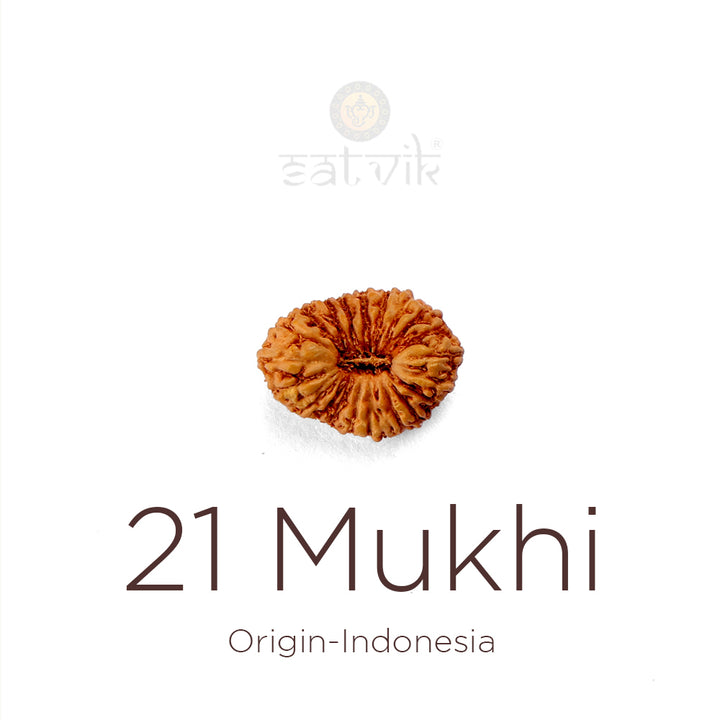 21 Mukhi Rudraksha bead natural Indo twenty one face Rudraksha. India’s Premium Rudraksha Beads Brand - www.satvikworld.com