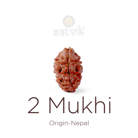 2 Mukhi Rudraksha bead natural Nepali 16.07mm two face Rudraksha. India’s Premium Rudraksha Beads Brand - www.satvikworld.com