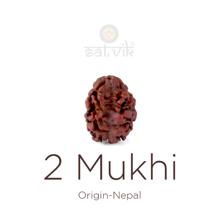 2 Mukhi Rudraksha bead natural Nepali 17.73mm two face Rudraksha. India’s Premium Rudraksha Beads Brand - www.satvikworld.com