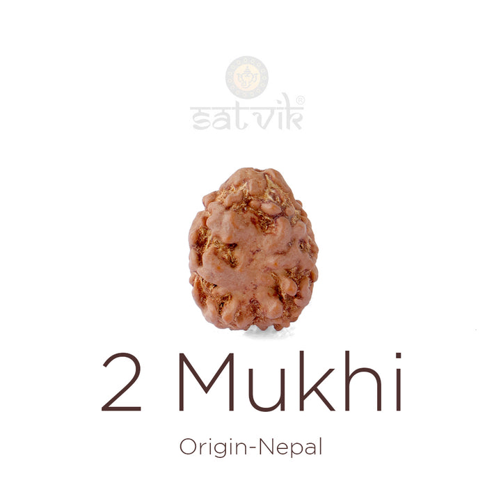 2 Mukhi Rudraksha bead natural Nepali 17.82mm two face Rudraksha. India’s Premium Rudraksha Beads Brand - www.satvikworld.com