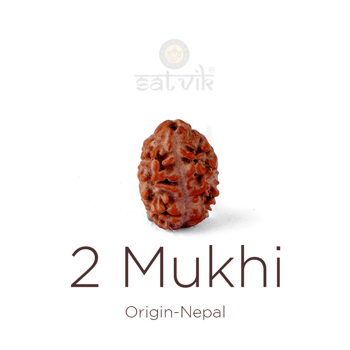 2 Mukhi Rudraksha bead natural Nepali 17.82mm two face Rudraksha. India’s Premium Rudraksha Beads Brand - www.satvikworld.com