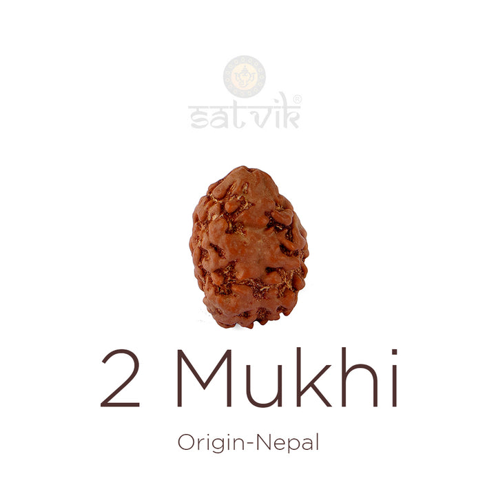 2 Mukhi Rudraksha bead natural Nepali 18.51mm two face Rudraksha. India’s Premium Rudraksha Beads Brand - www.satvikworld.com