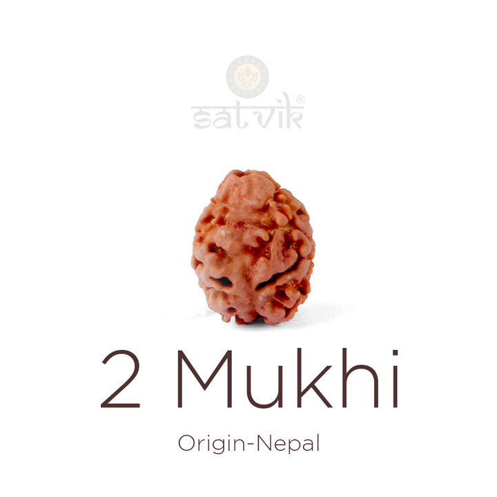 2 Mukhi Rudraksha bead natural Nepali 18.85mm two face Rudraksha. India’s Premium Rudraksha Beads Brand - www.satvikworld.com
