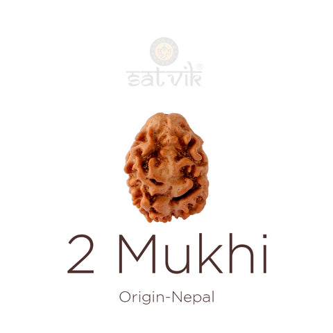 2 Mukhi Rudraksha bead natural Nepali 18.90mm two face Rudraksha. India’s Premium Rudraksha Beads Brand - www.satvikworld.com