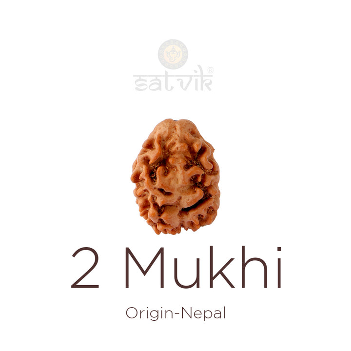 2 Mukhi Rudraksha bead natural Nepali 18.90mm two face Rudraksha. India’s Premium Rudraksha Beads Brand - www.satvikworld.com