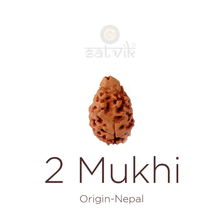2 Mukhi Rudraksha bead natural Nepali 21.32mm two face Rudraksha. India’s Premium Rudraksha Beads Brand - www.satvikworld.com