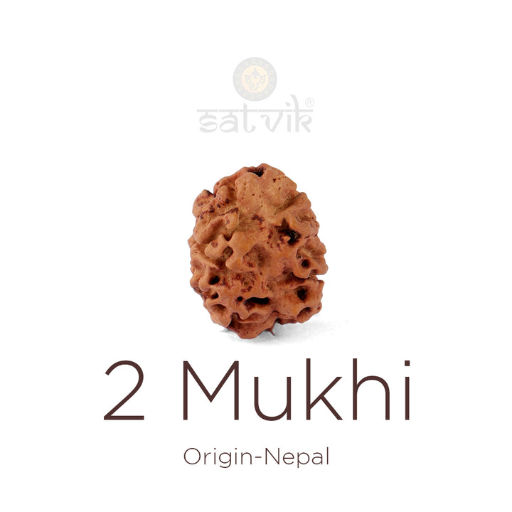 2 Mukhi Rudraksha bead natural Nepali 21.36mm two face Rudraksha.India’s Premium Rudraksha Beads Brand - www.satvikworld.com