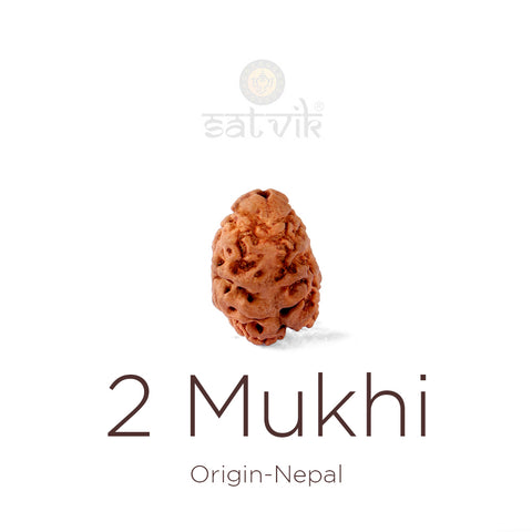 2 Mukhi Rudraksha bead natural Nepali 21.41mm two face Rudraksha. India’s Premium Rudraksha Beads Brand - www.satvikworld.com