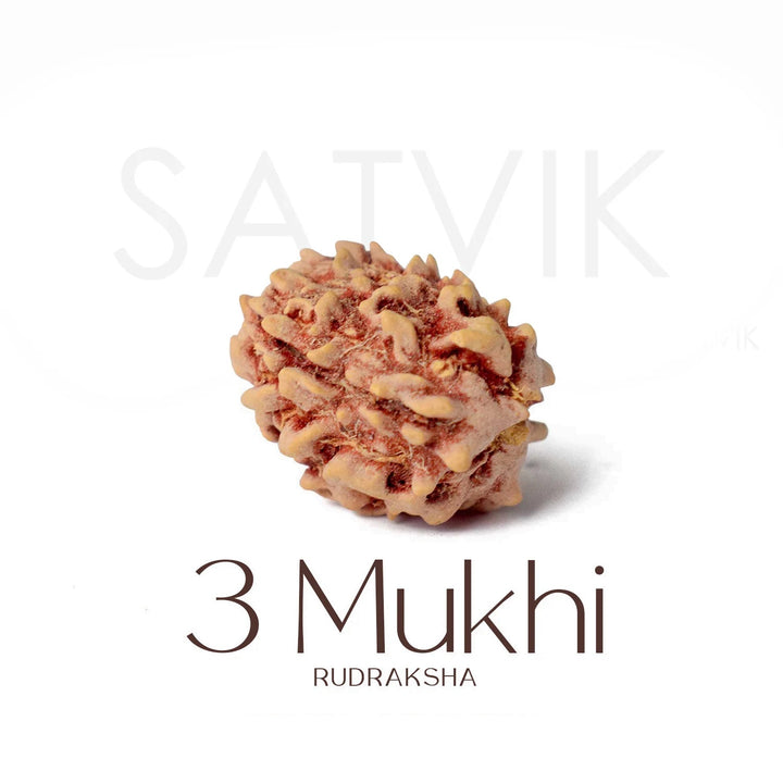 3 Mukhi Rudraksha regular natural bead Nepal for healing energy and purification. India’s Premium Rudraksha Beads Brand - www.satvikworld.com
