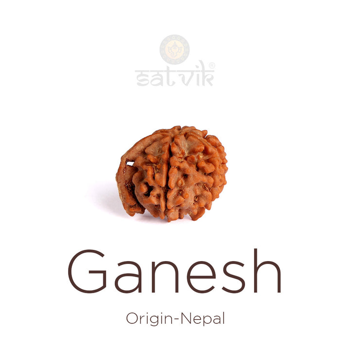 5 Mukhi Ganesh Rudraksha bead natural Nepali collector grade five face Ganesha Rudraksha. India’s Premium Rudraksha Beads Brand - www.satvikworld.com