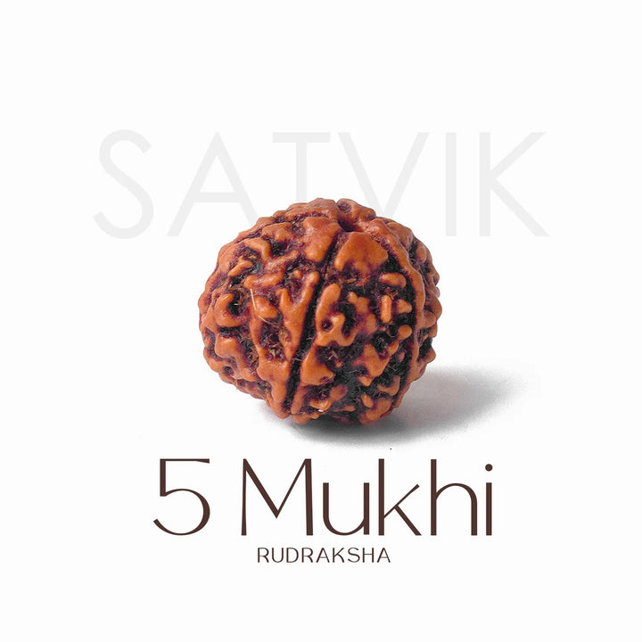 5 Mukhi Rudraksha bead natural Nepali regular five face Rudraksha. India’s Premium Rudraksha Beads Brand - www.satvikworld.com