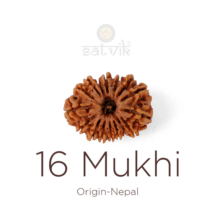 16 Mukhi Rudraksha bead natural Nepali sixteen face Rudraksha. India’s Premium Rudraksha Beads Brand - www.satvikworld.com