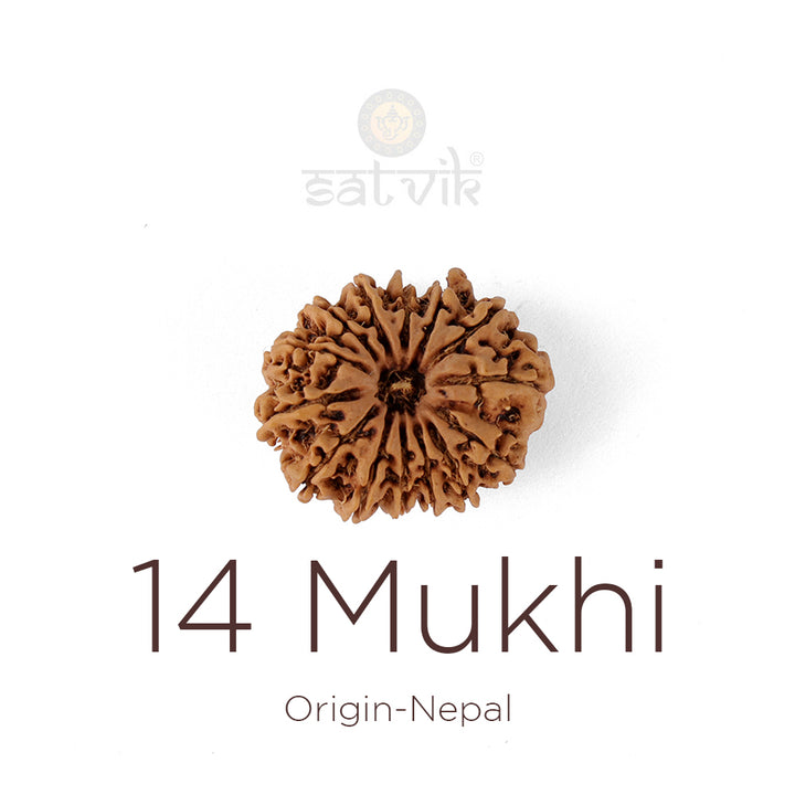 14 Mukhi Rudraksha bead natural Nepali fourteen face Rudraksha. India’s Premium Rudraksha Beads Brand - www.satvikworld.com