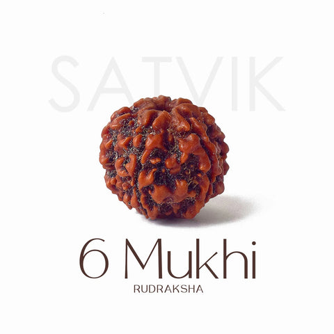 6 Mukhi Rudraksha bead natural Nepali regular six face Rudraksha. India’s Premium Rudraksha Beads Brand - www.satvikworld.com