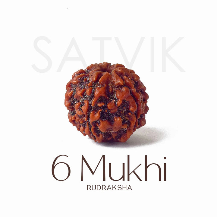 6 Mukhi Rudraksha bead natural Nepali regular six face Rudraksha. India’s Premium Rudraksha Beads Brand - www.satvikworld.com