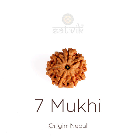 7 Mukhi Rudraksha bead natural Nepali regular seven face Rudraksha. India’s Premium Rudraksha Beads Brand - www.satvikworld.com