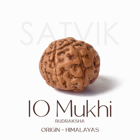 Certified 10 Mukhi brown Rudraksha bead from Indo origin placed on red cloth for spiritual protection, healing, and divine blessings. India’s Largest Pooja Accessories Brand - www.satvikworld.com
