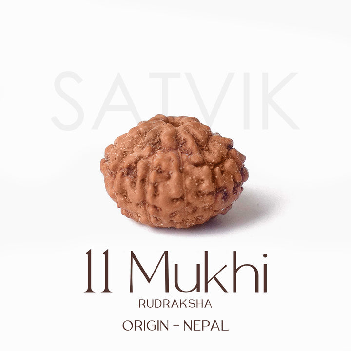 Certified 11 Mukhi brown Rudraksha bead from Indo origin placed on red cloth, symbolizing divine protection, mental clarity, and Lord Hanuman's blessings. India’s Largest Pooja Accessories Brand - www.satvikworld.com