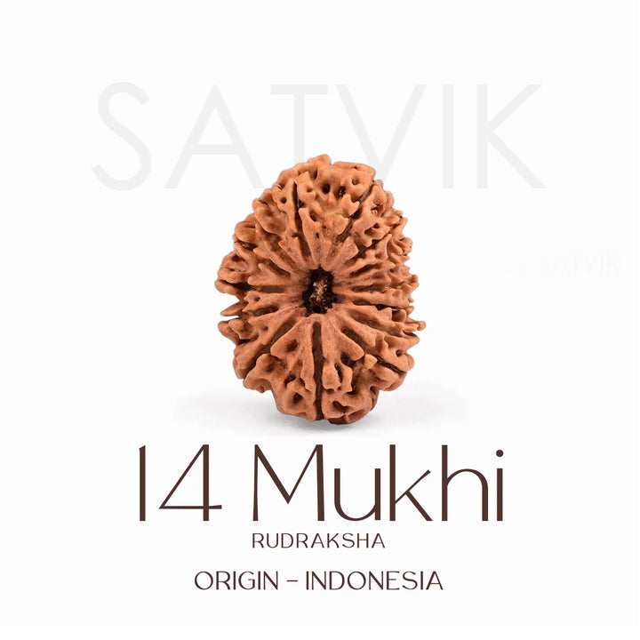 Certified 14 Mukhi Rudraksha Bead from Indonesia – Natural brown sacred bead for strength, intuition, and protection, used in Vedic rituals and spiritual healing. India’s Largest Brass Idols Brand - www.satvikworld.com