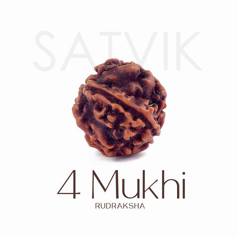 4 Mukhi Rudraksha bead natural Nepali regular four face Rudraksha. India’s Premium Rudraksha Beads Brand - www.satvikworld.com