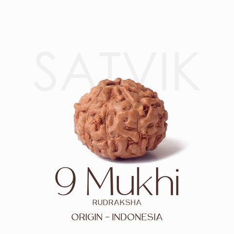 Certified 9 Mukhi brown Rudraksha bead from Indo origin placed on red cloth, representing divine strength, protection, and blessings of Goddess Durga. India’s Largest Pooja Accessories Brand - www.satvikworld.com