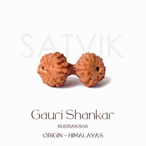 Certified Gauri Shankar Rudraksha bead in natural brown color from Indo origin placed on red cloth, symbolizing love, unity, and divine marital harmony. India’s Largest Pooja Accessories Brand - www.satvikworld.com