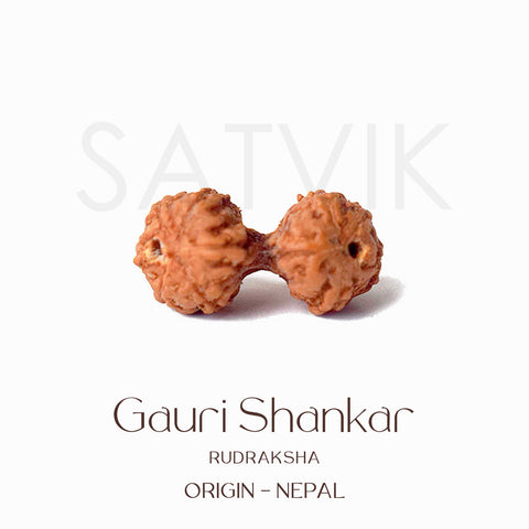 Certified Gauri Shankar Rudraksha bead in natural brown color from Indo origin placed on red cloth, symbolizing love, unity, and divine marital harmony. India’s Largest Pooja Accessories Brand - www.satvikworld.com