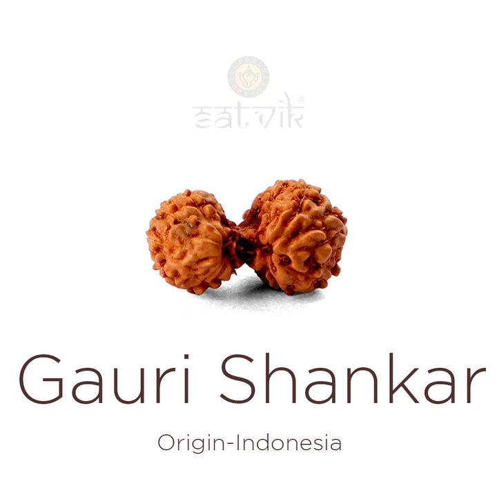 Gauri Shankar Rudraksha bead natural Indo joined twin Rudraksha for harmony. India’s Premium Rudraksha Beads Brand - www.satvikworld.com