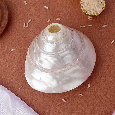 Natural Moti Shankh Pearl Conch Shell for Pooja and Vastu Correction. India’s Largest Pooja Accessories Brand - www.satvikworld.com