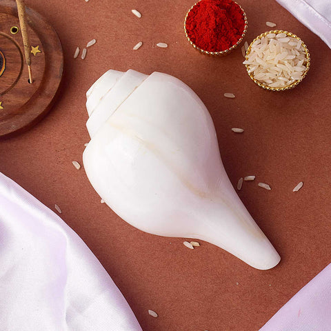 Natural 100% Original Vamavarti Shankha 6.5 Inch Blowing Conch for Pooja. India’s Largest Pooja Accessories Brand - www.satvikworld.com