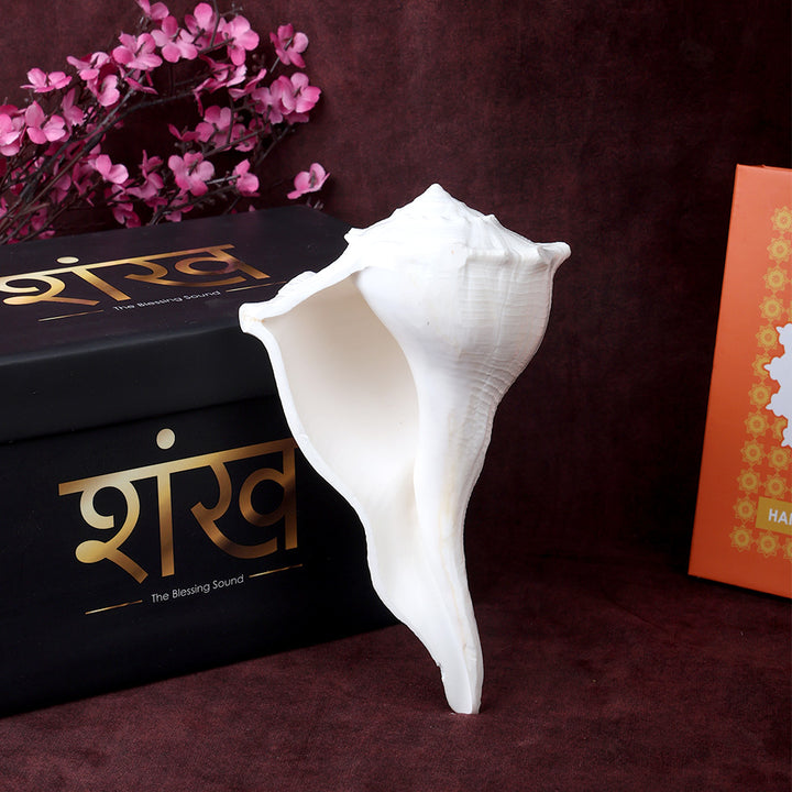 Natural Dakshinavarti Valampuri Shankh 16.5 cm sacred right-handed conch shell for puja, vastu, and spiritual rituals. India’s Largest Pooja Accessories Brand – www.satvikworld.com
