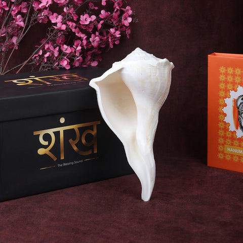Natural Dakshinavarti Valampuri Shankh 17.7 cm sacred right-handed conch shell for puja, vastu, and spiritual rituals. India’s Largest Pooja Accessories Brand – www.satvikworld.com

