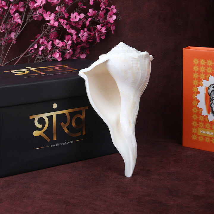 Natural Dakshinavarti Valampuri Shankh 17.7 cm sacred right-handed conch shell for puja, vastu, and spiritual rituals. India’s Largest Pooja Accessories Brand – www.satvikworld.com

