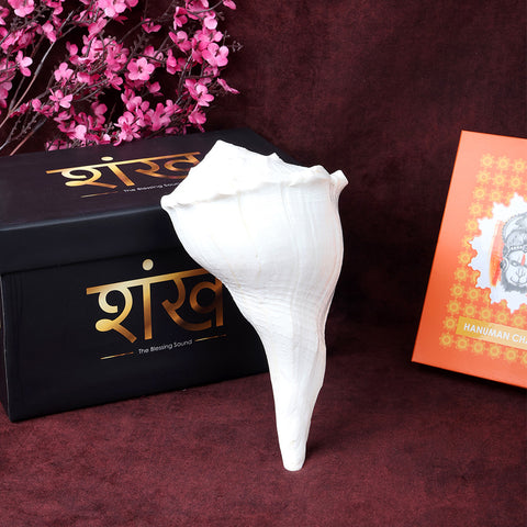 Natural Dakshinavarti Valampuri Shankh 19 cm sacred right-handed conch shell for puja, vastu, and spiritual rituals. India’s Largest Pooja Accessories Brand – www.satvikworld.com

