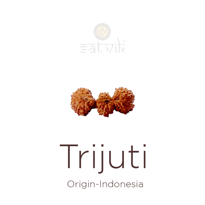Trijuti Rudraksha bead natural Indo rare three joined Rudraksha. India’s Premium Rudraksha Beads Brand - www.satvikworld.com