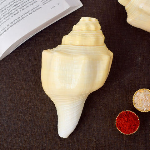 Debadutta Shankh (Turbinella Pyrum) – Sacred Symbol of Peace, Purity & Divine Energy
