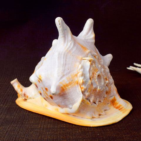 Gomukhi Shankha (Queen Helmet) sacred conch for peace and purity – India’s Largest Pooja Accessories Brand – www.satvikworld.com