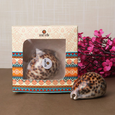 Big Size Kodi for Puja - Premium quality 11-piece set of large-sized cowrie shells, traditionally used in religious rituals and poojas for enhancing spiritual practices and blessings. India’s Largest Pooja Accessories Brand – www.satvikworld.com