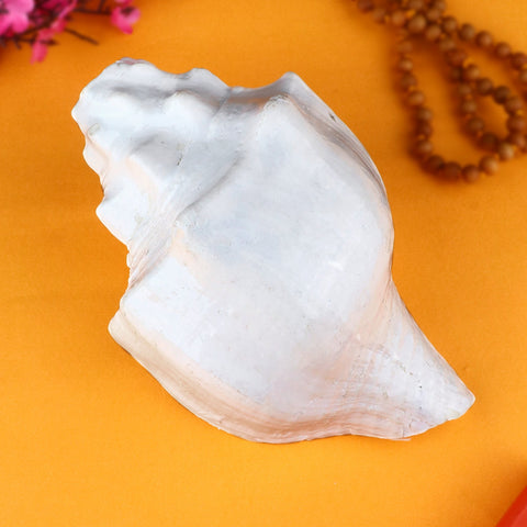 Original White Vishnu Vaahan Garuda Shankh - Authentic and beautifully crafted white conch shell, representing the divine vehicle of Lord Vishnu, used in religious ceremonies and auspicious rituals for spiritual blessings and prosperity. India’s Largest Pooja Accessories Brand – www.satvikworld.com